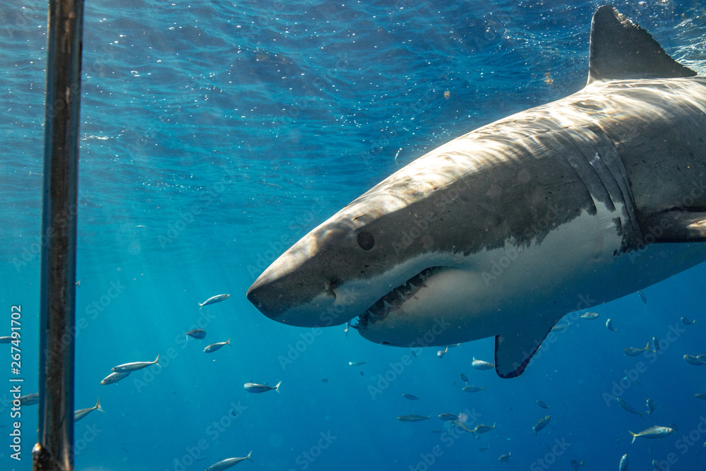 Naklejka premium Great White Shark in Mexico