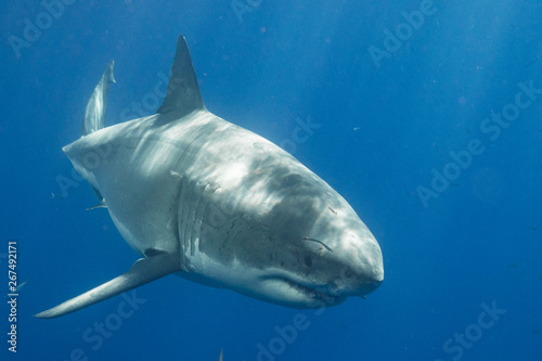 Great White Shark in Mexico © shanemyersphoto