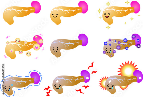 Illustration of a cute pancreas and spleen set