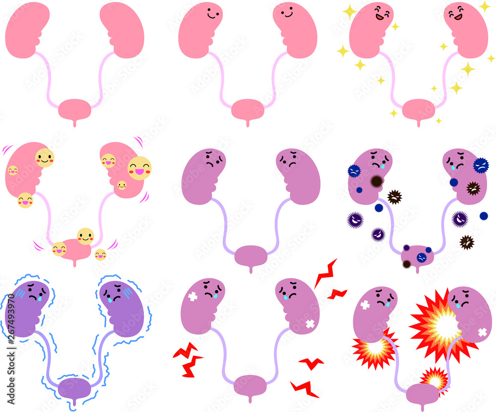 Illustration of cute kidney and bladder set Illustration of cute kidney and bladder set