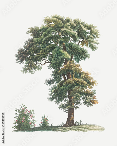 Vintage tree drawing