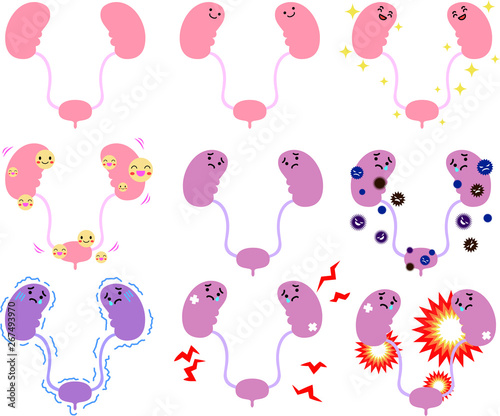 Illustration of cute kidney and bladder set