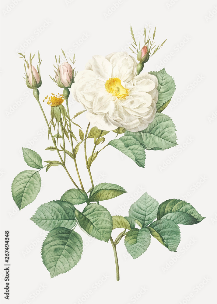 White rose of york