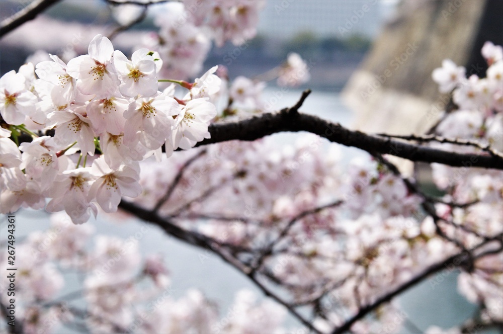 Scenery of cherry blossoms in full bloom around Osaka Castle. Scenery of cherry blossoms in full bloom around Osaka Castle.
