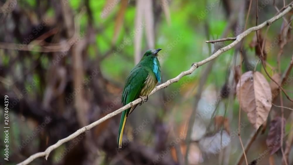 The Blue-bearded Bee-eater is found in the Malayan peninsula including Thailand at particular forest clearings; it has a loud barking call and an extended blue beard-like feathers under its throat. The Blue-bearded Bee-eater is found in the Malayan peninsula including Thailand at particular forest clearings; it has a loud barking call and an extended blue beard-like feathers under its throat.