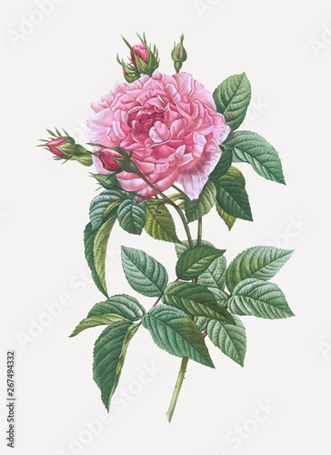 Blooming pink french rose