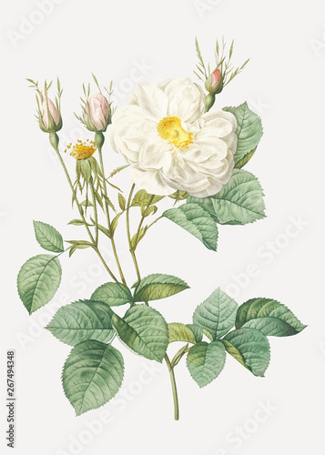 White rose of york photo