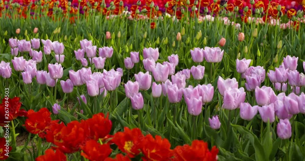 tulips on agruiculture field holland