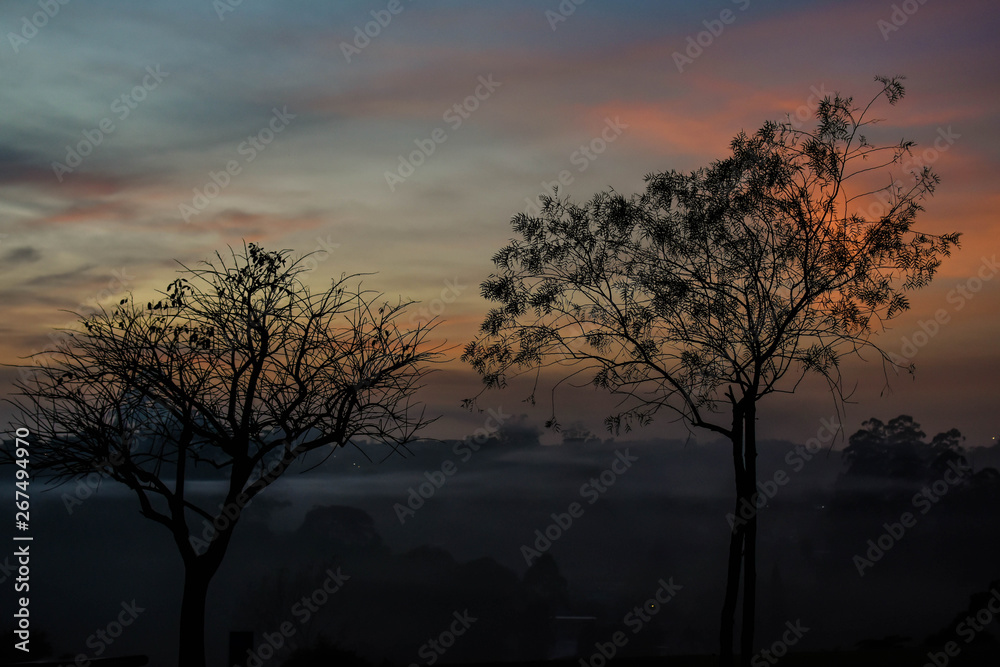 tree at sunset