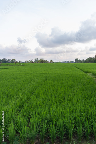Lush green rice paddie in Ubud  Bali