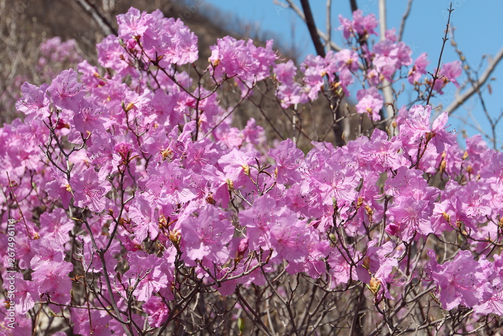 closeup of pink azalea in spring