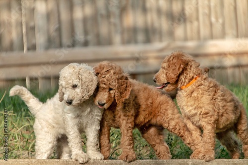 Fototapeta Naklejka Na Ścianę i Meble -  Golden Doodle Puppies 