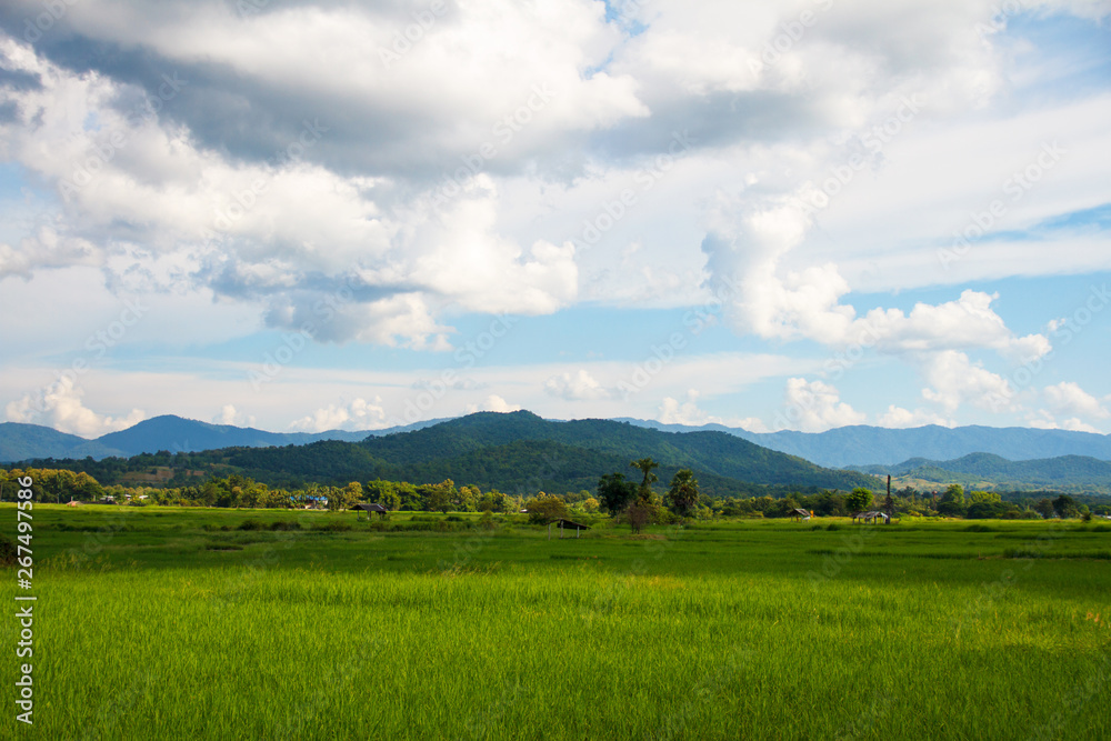 The wide field in the farming season with that perfect mountain, cloud and skyscape view.