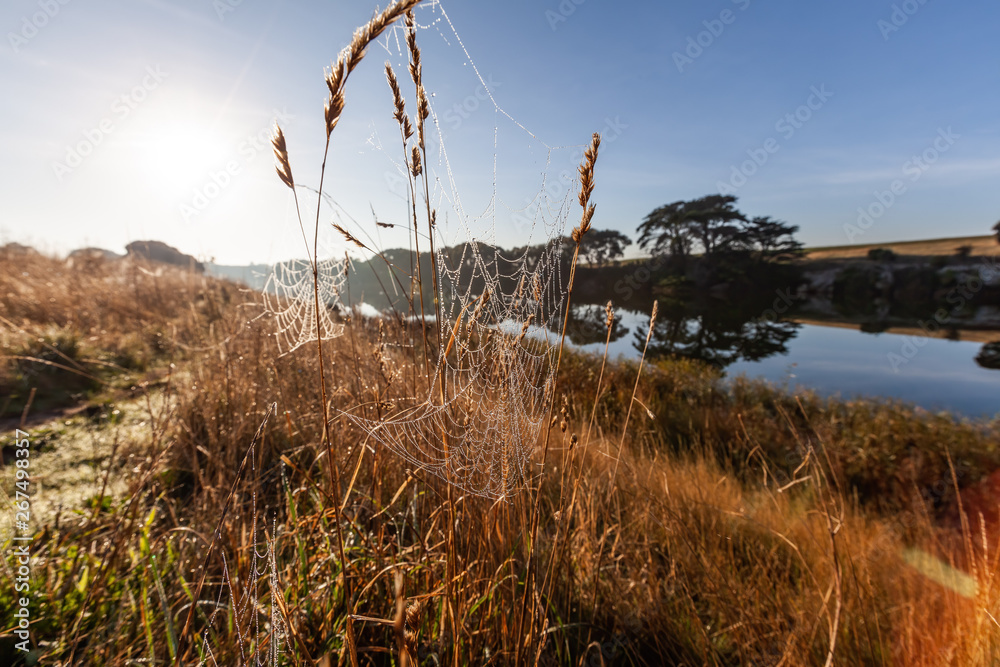 Spider web hanging in tall grass near a river in early morning sunshine