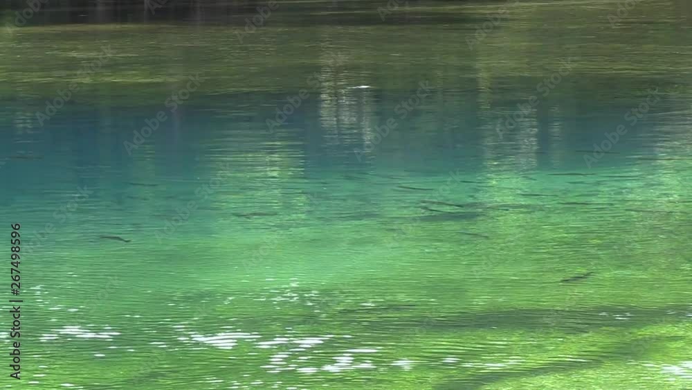 Trout swimming in the Niangua River at Bennett Spring State Park in Missouri. Trout swimming in the Niangua River at Bennett Spring State Park in Missouri.