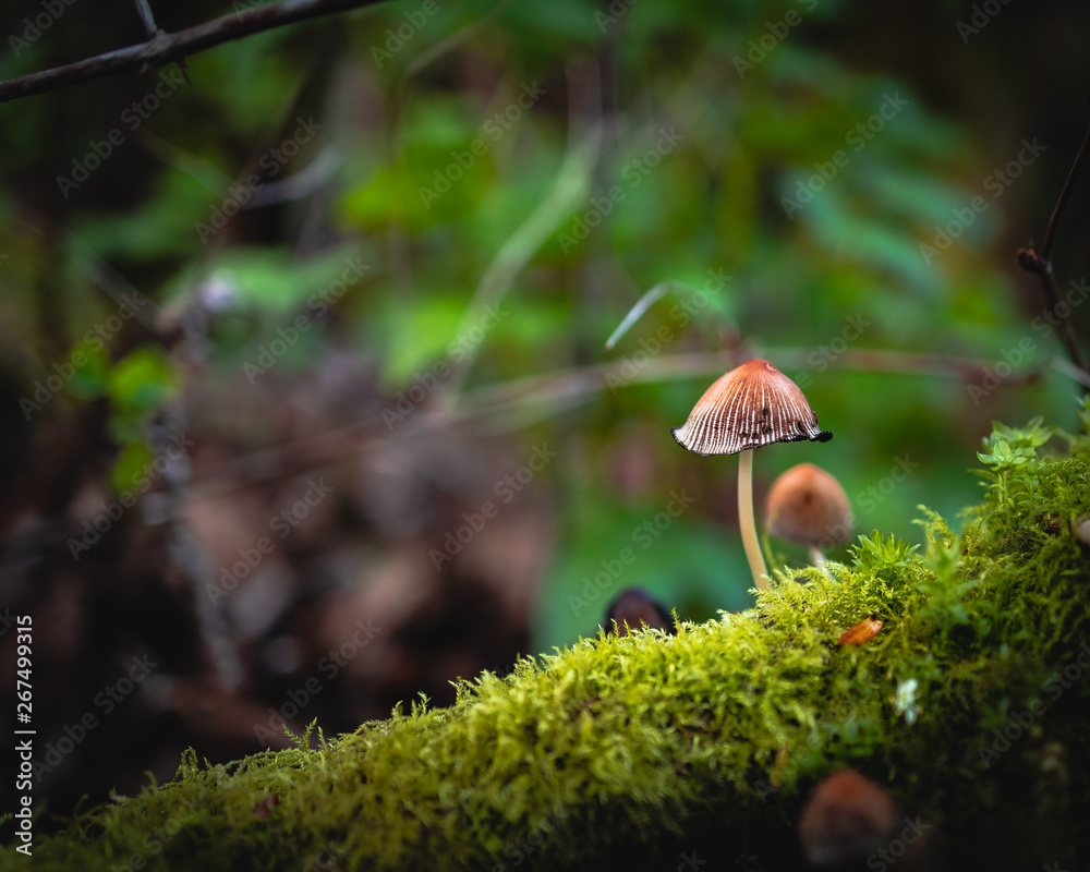 Panaeolina foenisecii, haymakers mushroom