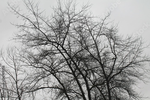 Bare tree branches in silhouette against gray winter sky