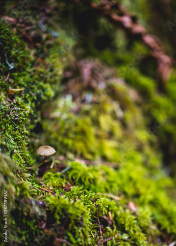 Mushroom (Marasmius oreades) growing within the moss in the forest © eacmich