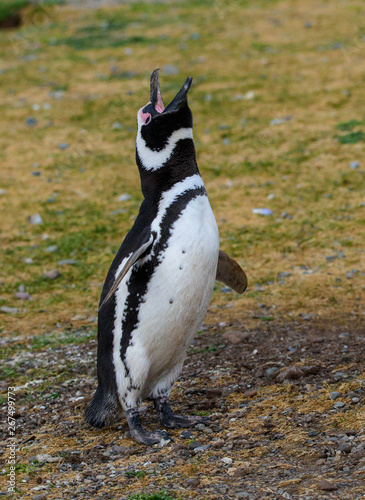 Magellanic penguin