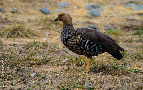 Female Upland goose