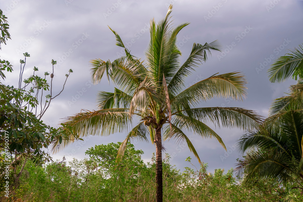 Obraz premium Coconut trees