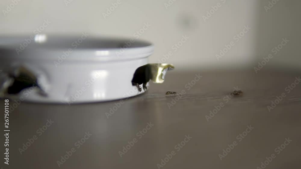 House Ants In Slow Motion Going In And Out Of A Metal Ant Trap   1000 F 267501108 7UsctcZLjMjDuqdyDNgM2FmiP0LG6lD4 