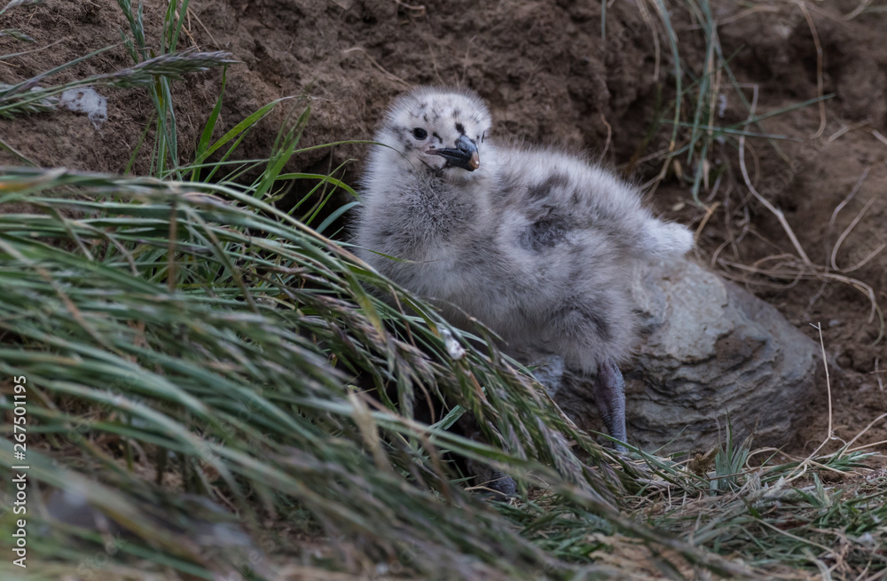 Fototapeta premium Kelp gull chick