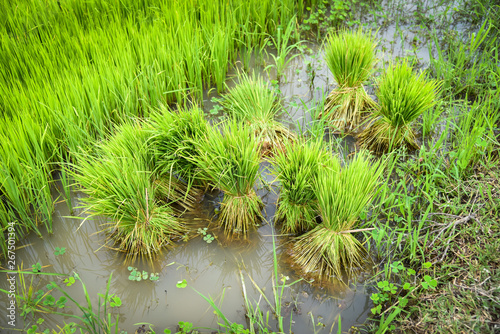 Seedlings of rice to plant in the farmland prepared for cultivation agricultural asian - Rice field planting in rainy season