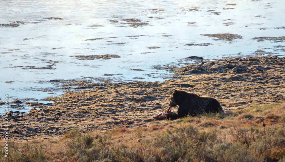 Early morning view of male Grizzly bear gnawing on elk fawn carcass stolen from wolves in Yellowstone National Park United States Early morning view of male Grizzly bear gnawing on elk fawn carcass stolen from wolves in Yellowstone National Park United States