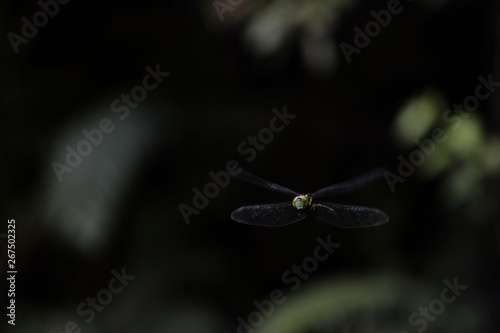 Taiyal Hawker(Aeshna petalura taiyal Asahina, 1938)  photo