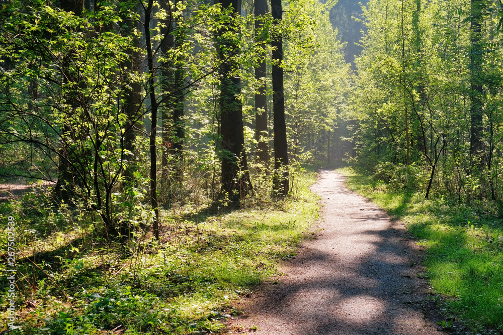 Sunlight in the green forest, spring time. Beautiful nature on a foggy morning. Magic fairy forest with mysterious lights. Beautiful spring landscape Sunlight in the green forest, spring time. Beautiful nature on a foggy morning. Magic fairy forest with mysterious lights. Beautiful spring landscape