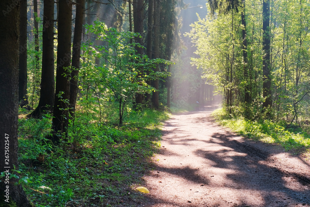 Obraz premium Sunlight in the green forest, spring time. Beautiful nature on a foggy morning. Magic fairy forest with mysterious lights. Beautiful spring landscape