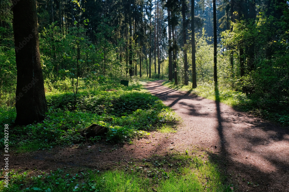 Obraz premium Sunlight in the green forest, spring time. Beautiful nature on a foggy morning. Magic fairy forest with mysterious lights. Beautiful spring landscape