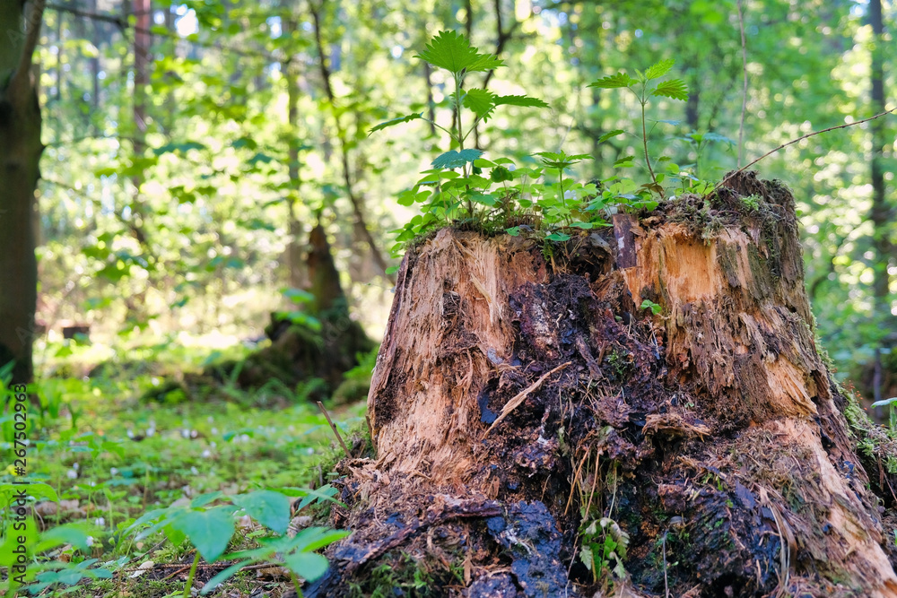 Photo of a picturesque stump in the sunlight in the green forest, spring time. Beautiful nature in the morning in the fog. Magic fairy forest Photo of a picturesque stump in the sunlight in the green forest, spring time. Beautiful nature in the morning in the fog. Magic fairy forest