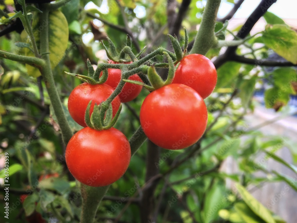 Ripe organic tomatoes growing on a branch in the garden.