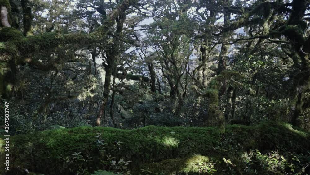 Panning up through mossy forest in New Zealand Panning up through mossy forest in New Zealand