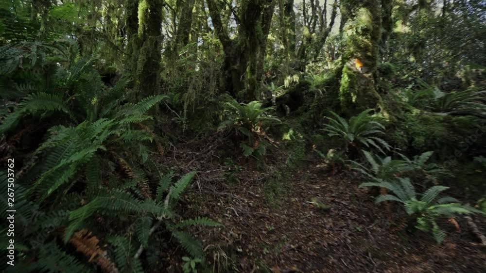 Walking through mossy forest in New Zealand