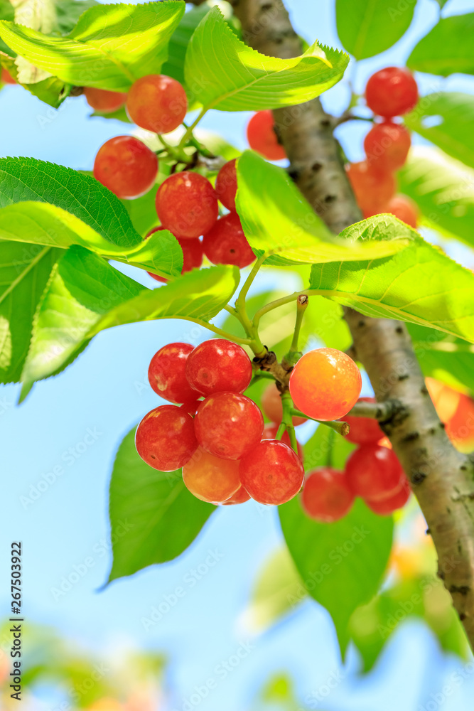 Cherry tree with ripe cherries in the garden Cherry tree with ripe cherries in the garden