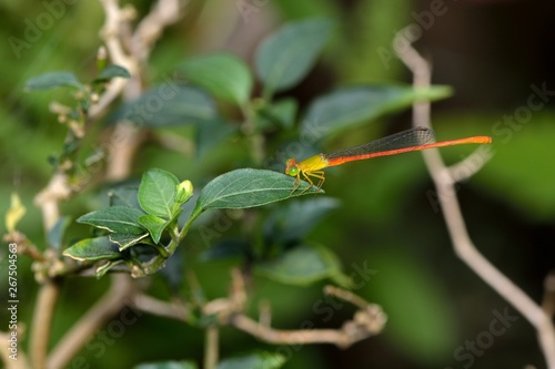 Orange-tailed Sprite(Ceriagrion auranticum ryukyuanum Asahina, 1967) photo