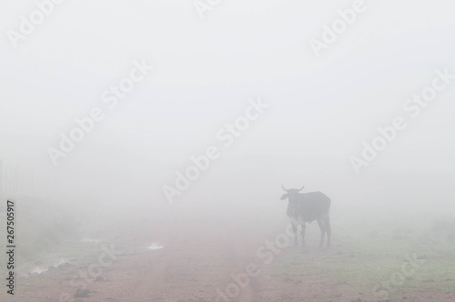 cow  in fog © Miriana