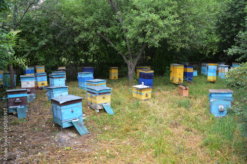 Honey bees farming colony - beekeeping photo. Save the bees from extinction of honey bees.