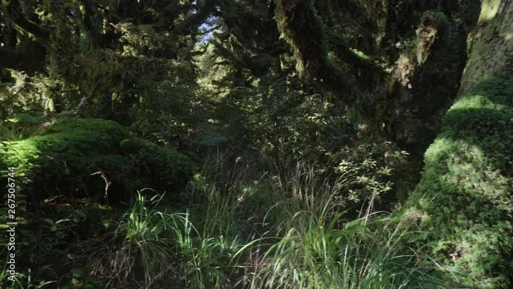 Panning across mossy forest in New Zealand Panning across mossy forest in New Zealand