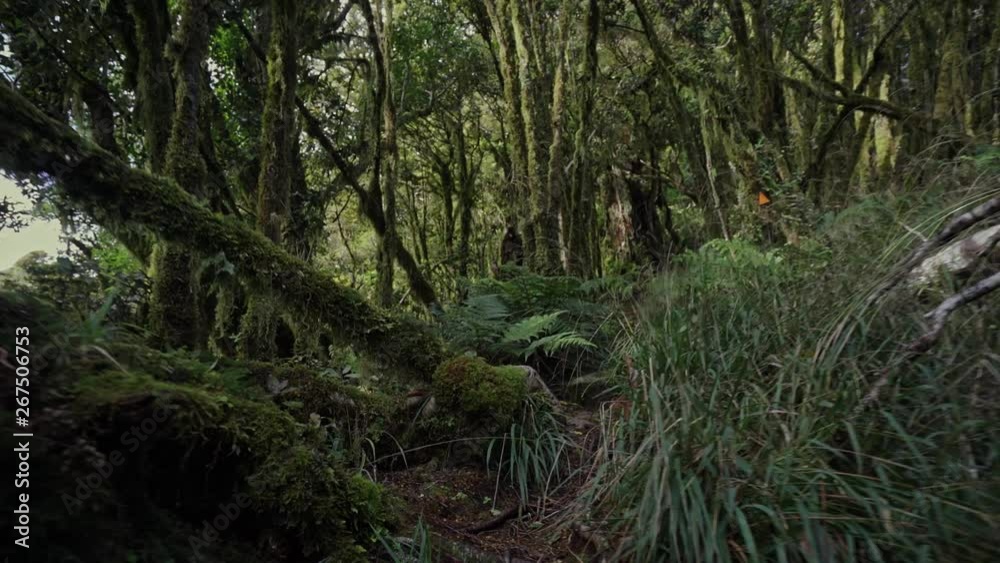 Walking through mossy forest in New Zealand Walking through mossy forest in New Zealand