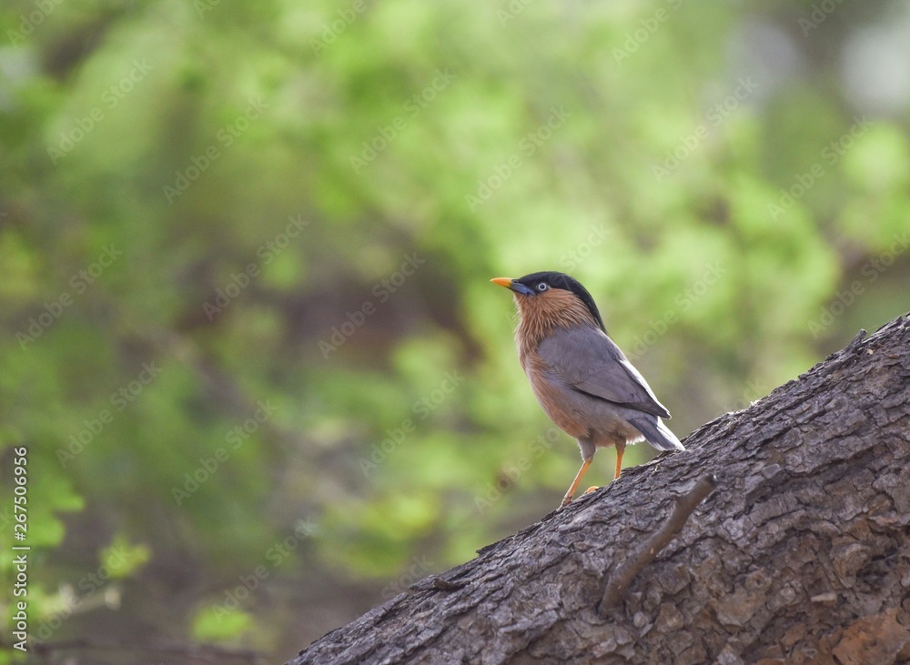 Fototapeta premium Brahminy Starling portrait at summer 