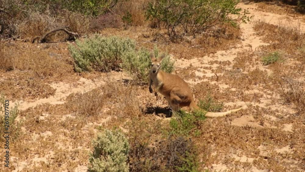 mother kangaroo with baby