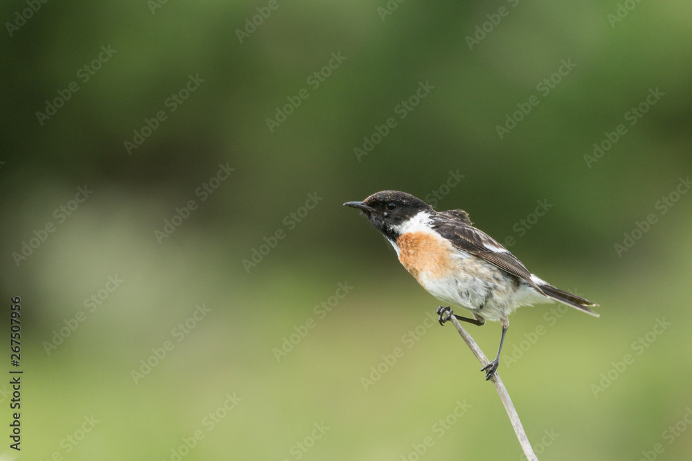Fototapeta premium Schwarzkehlchen