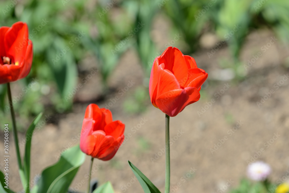 Naklejka premium Red tulips close up in the spring garden on a bright day