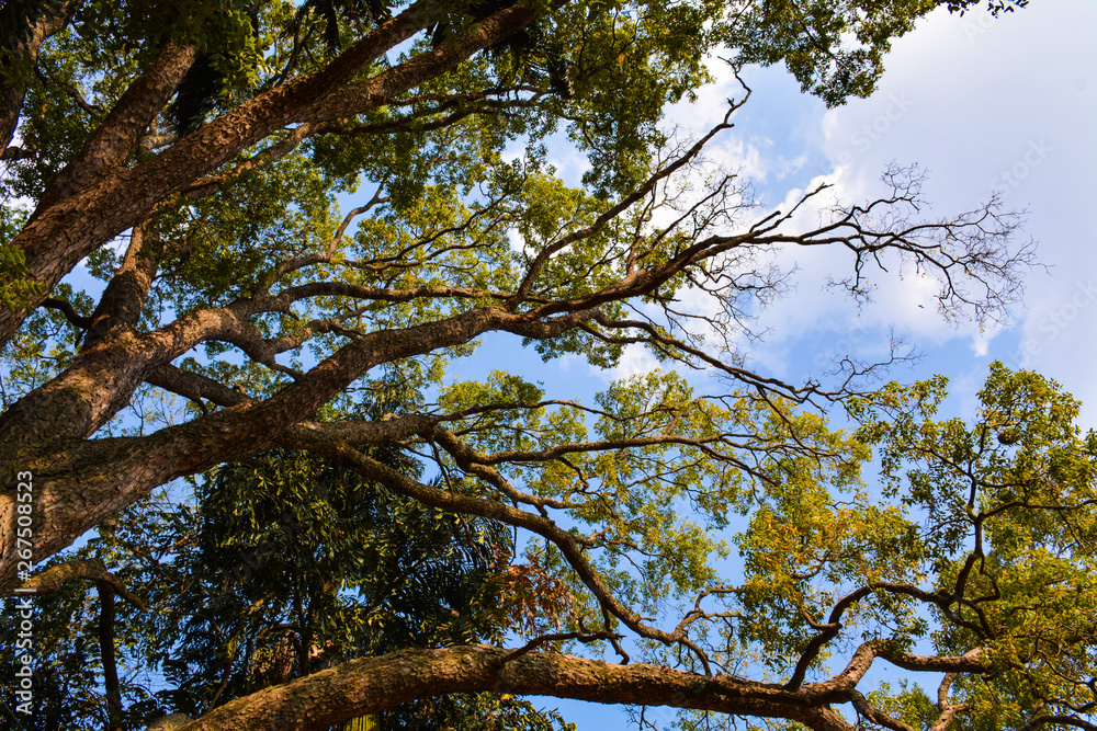 Fototapeta premium tree with leaves in the sky