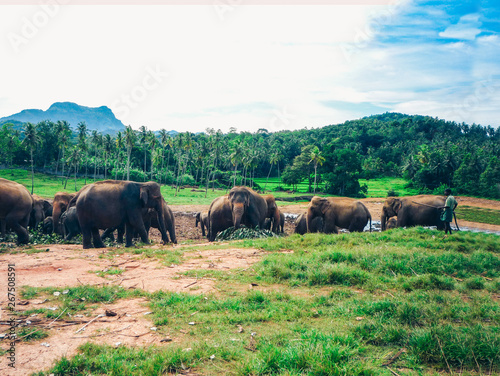 elephants in Sri Lanka, Pinnawala Elephant Orphanage.