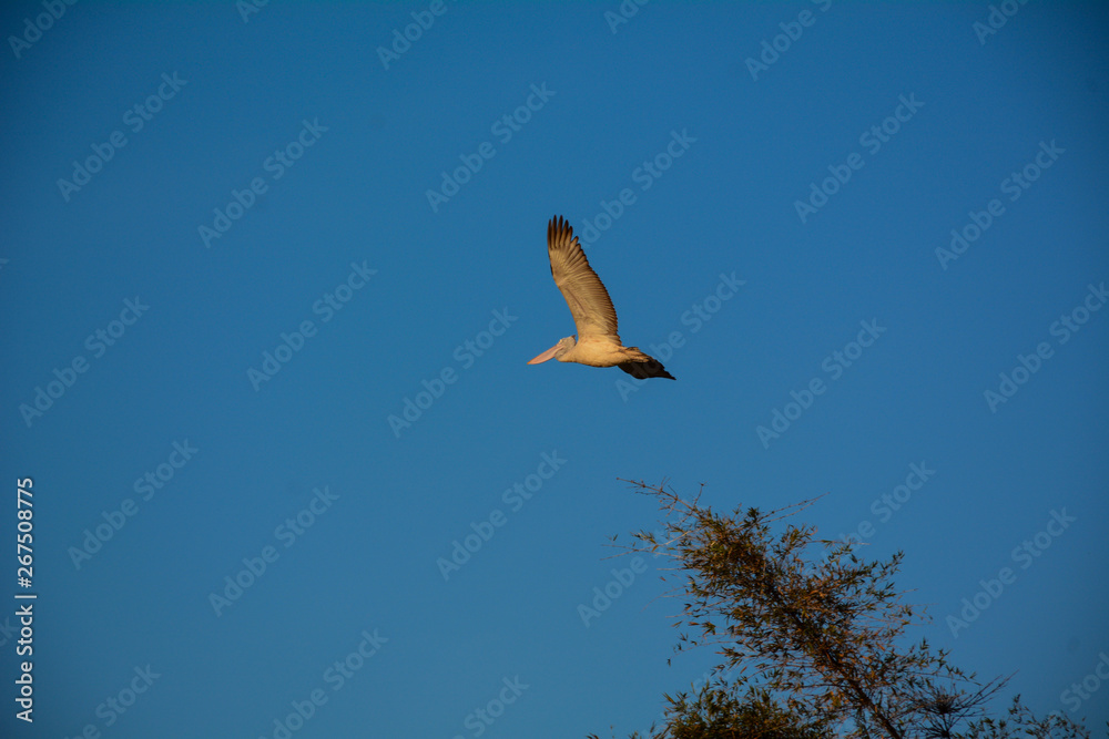 Fototapeta premium bird in flight